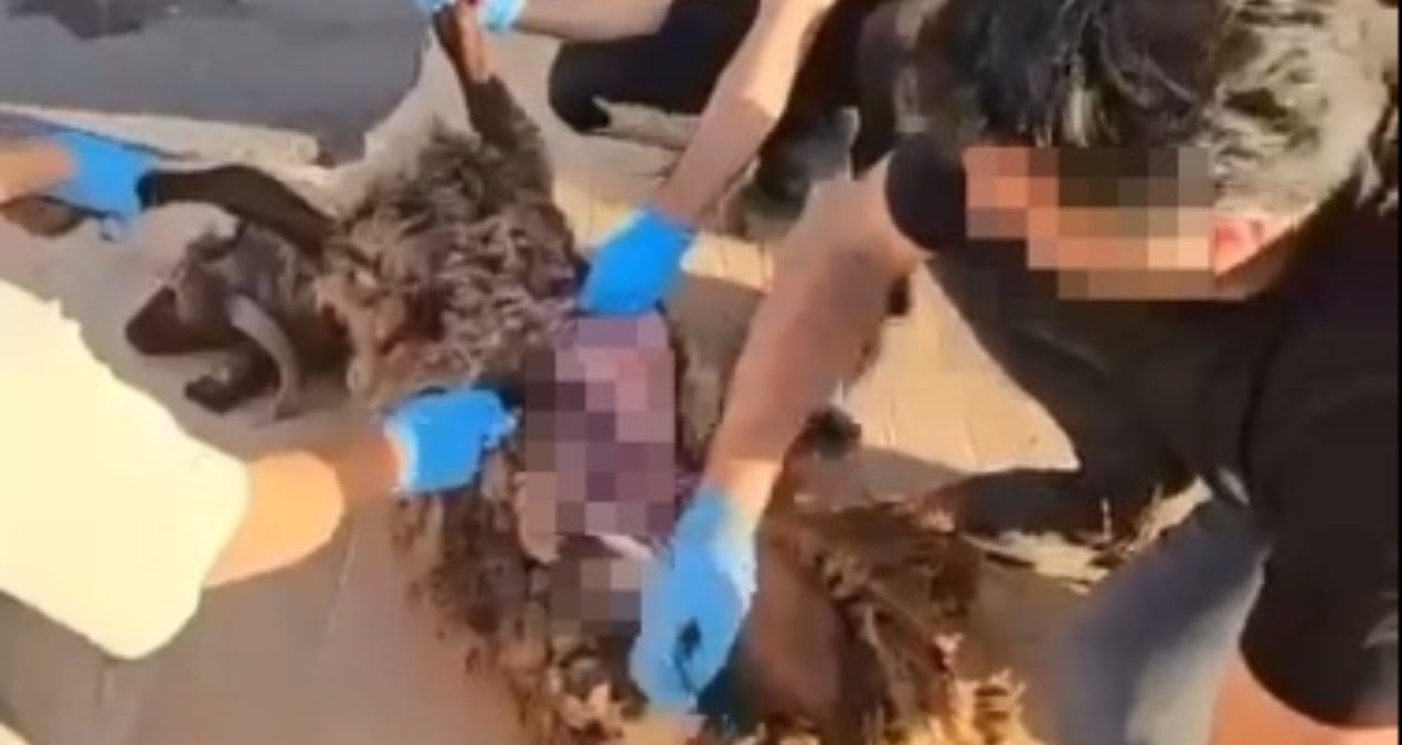 bu kadari pes dedirtti olu koyunun karnina gizledikleri ortaya cikti wmgQtkI8