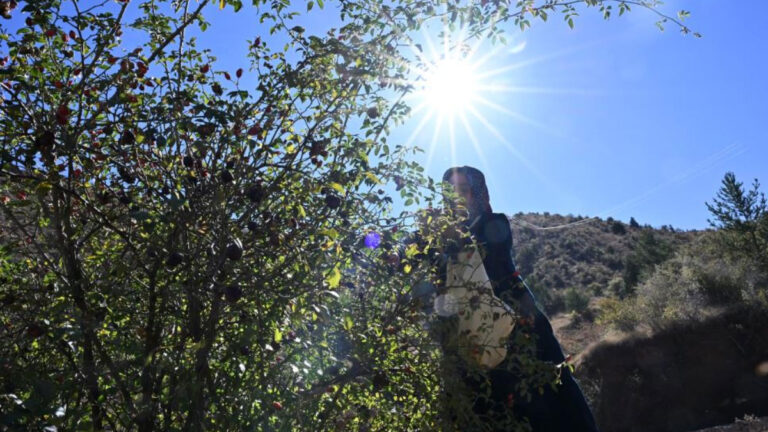 dikenli gul icin zorlu yolculuk basladi 2 gun suruyor gKzyD5yA