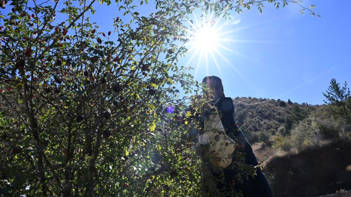 dikenli gul icin zorlu yolculuk basladi 2 gun suruyor gKzyD5yA