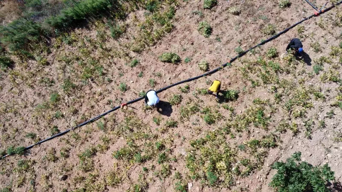 fekede beyaz fasulye hasadi basladi MbwbcrR7