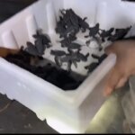 kaplumbaga yavrulari jandarmadan yardim aldi Or8bjAcX