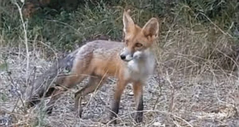 tekirdagda yiyecek arayan tilki kameraya takildi Pweq14q9