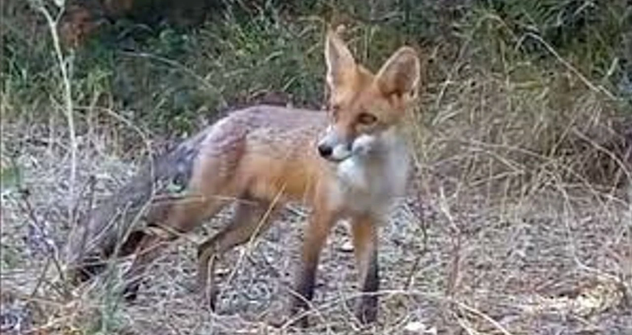 tekirdagda yiyecek arayan tilki kameraya takildi Pweq14q9