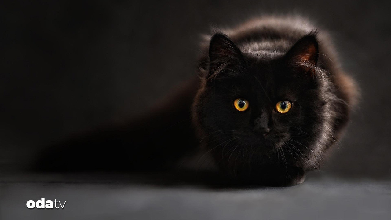 ispanyanin terrassa kentinde gecici kara kedi yasagi getirildi lsBGVXC1.jpg