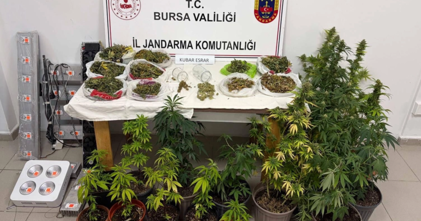 Bursa inegolde kenevir ve yuklu miktarda esrar ele gecirildi a1IIMRe8